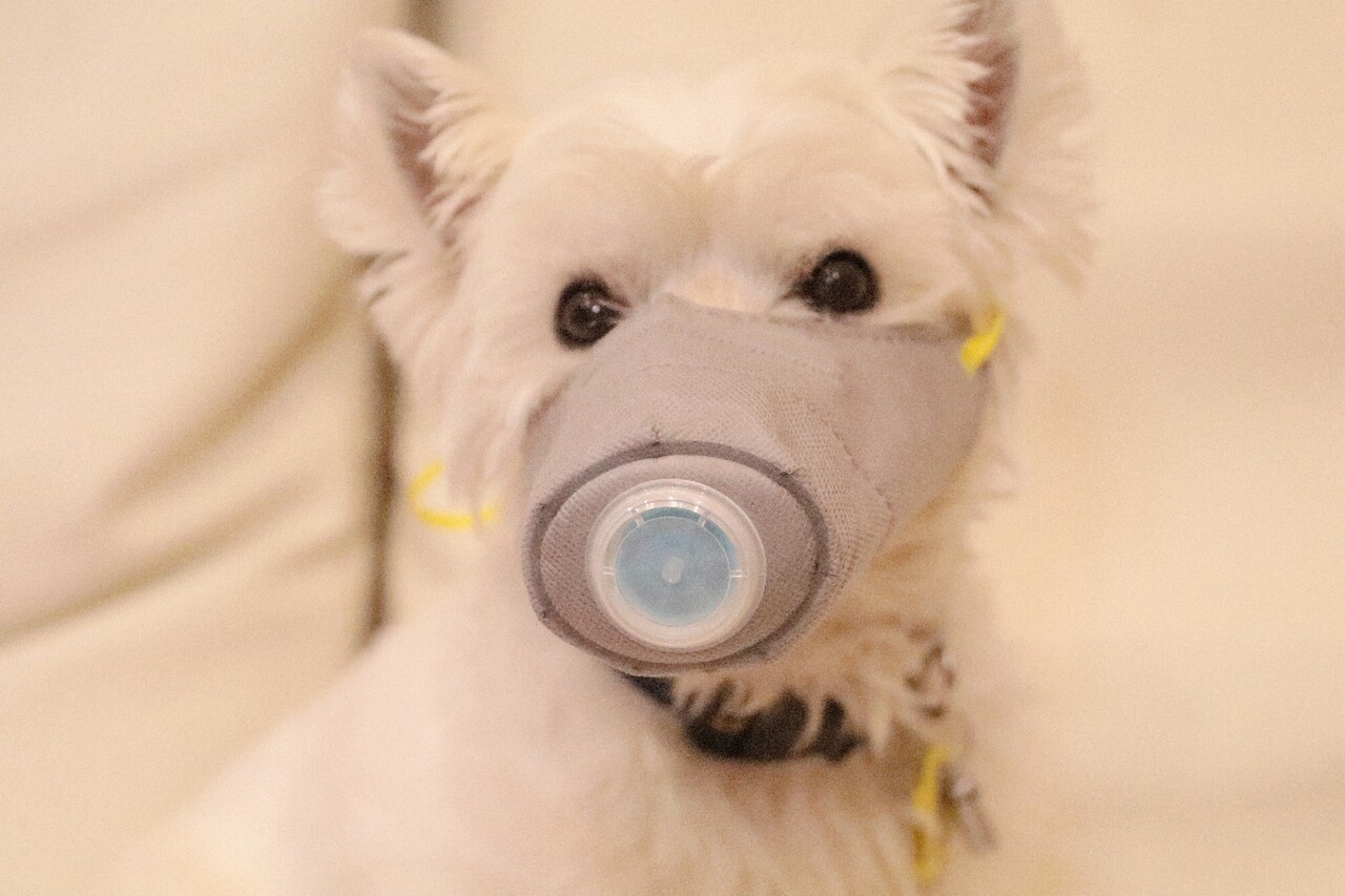 犬グッズ 犬マスク たかシェフのおうちごはん と 白い犬 と チワワ Powered By ライブドアブログ 犬グッズ 犬マスク たかシェフのおうちごはん と 白い犬 と チワワ Powered By ライブドアブログ
