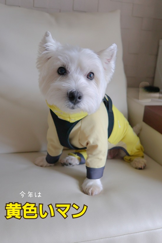 ウエスティパーティ参加表明！！