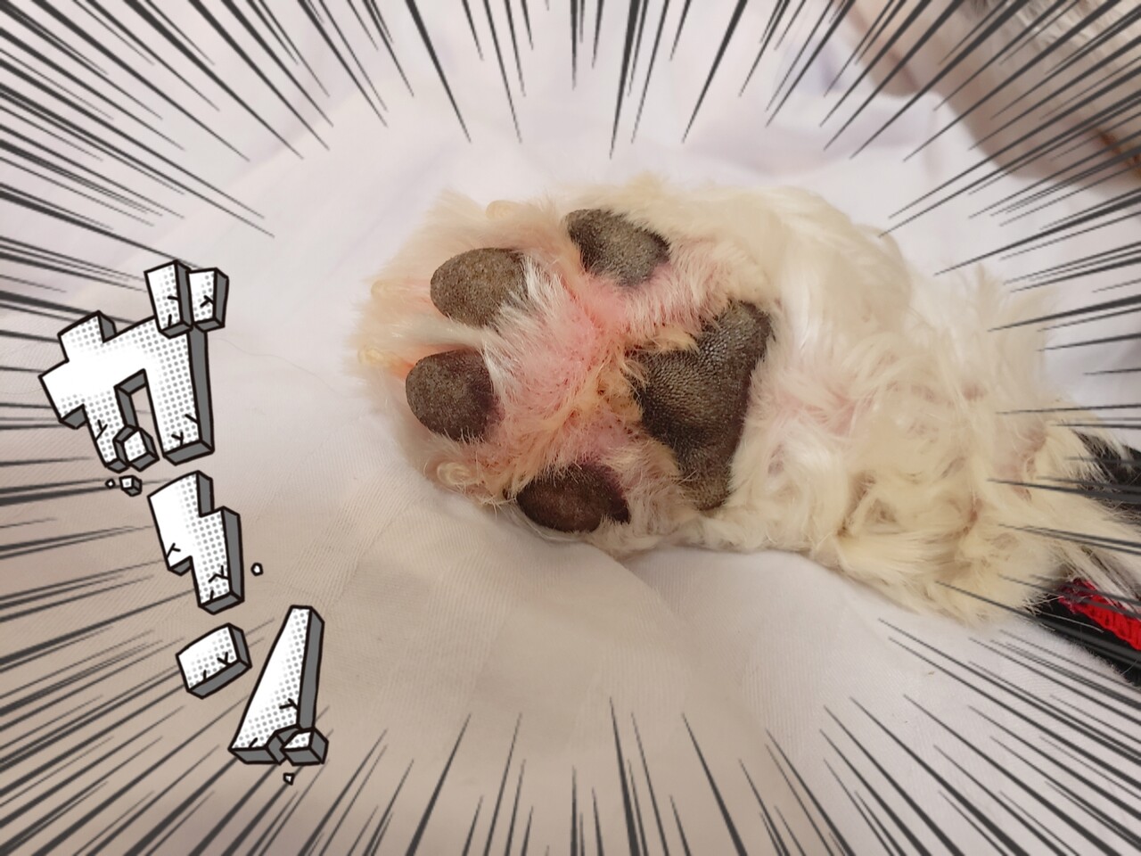 久しぶりにきた 肉球パンパン たかシェフのおうちごはん と 白い犬 と チワワ Powered By ライブドアブログ