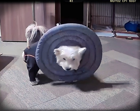 エリザベスカラーを自由に操れる犬
