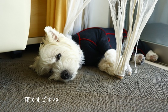 暑すぎてお散歩中止？ゆきちの日課とお気に入りのカーテン