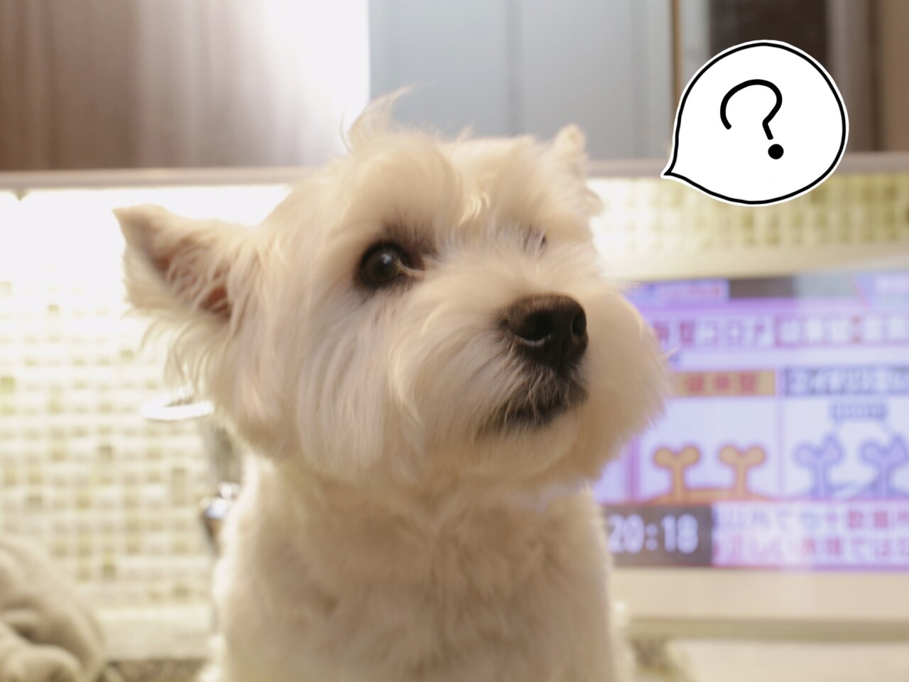 犬 雷が怖い犬を どうにか助けたい飼い主の作戦 たかシェフのおうちごはん と 白い犬 と チワワ Powered By ライブドアブログ 犬 雷が怖い犬を どうにか助けたい飼い主の作戦 たかシェフのおうちごはん と 白い犬 と チワワ Powered By ライブドアブログ