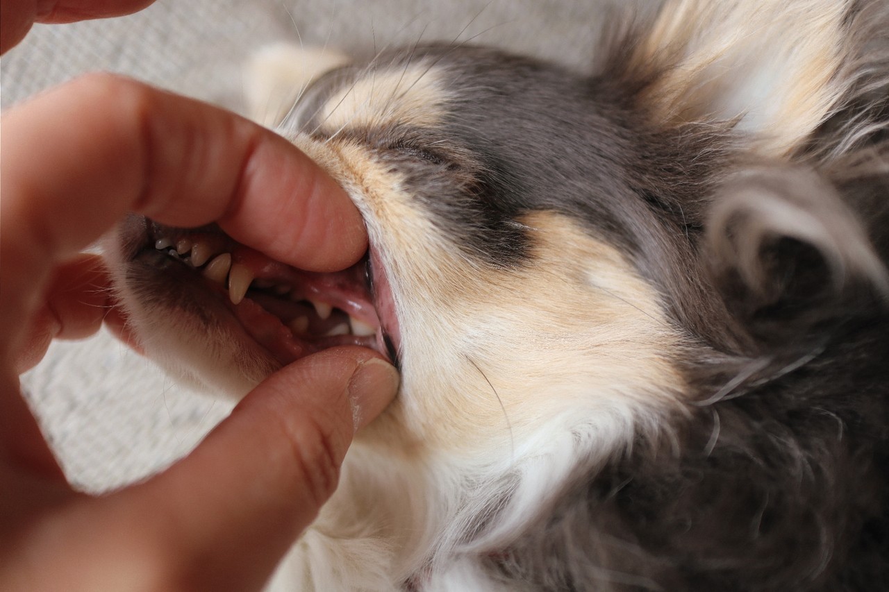 歯石除去 グラグラの歯があった たかシェフのおうちごはん と 白い犬 と チワワ Powered By ライブドアブログ