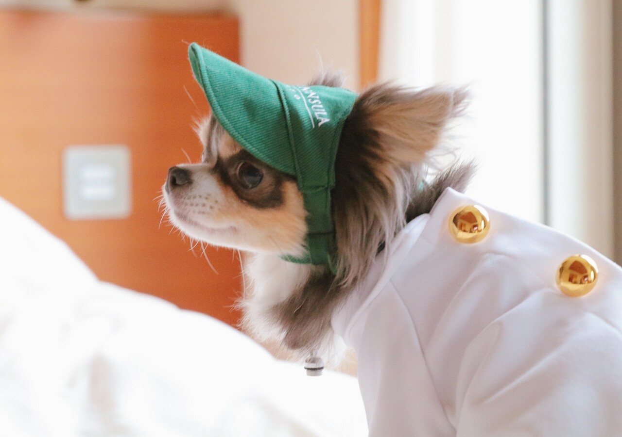 犬とおでかけ ペニンシュラ東京 たかシェフのおうちごはん と 白い犬 と チワワ Powered By ライブドアブログ