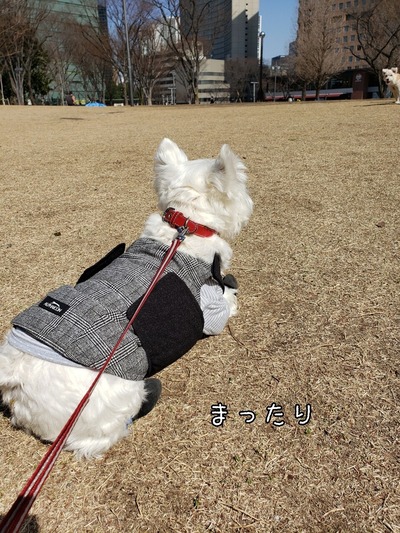 【犬】公園。