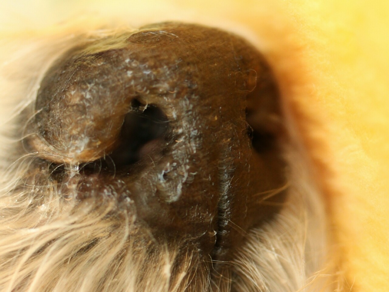 最後のお鼻 たかシェフのおうちごはん と 白い犬 と チワワ Powered By ライブドアブログ