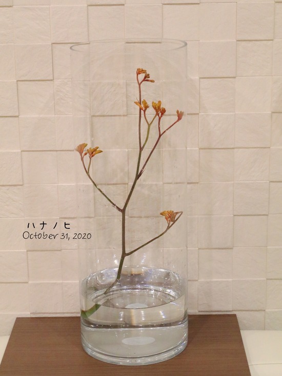 【日記】ハナノヒ