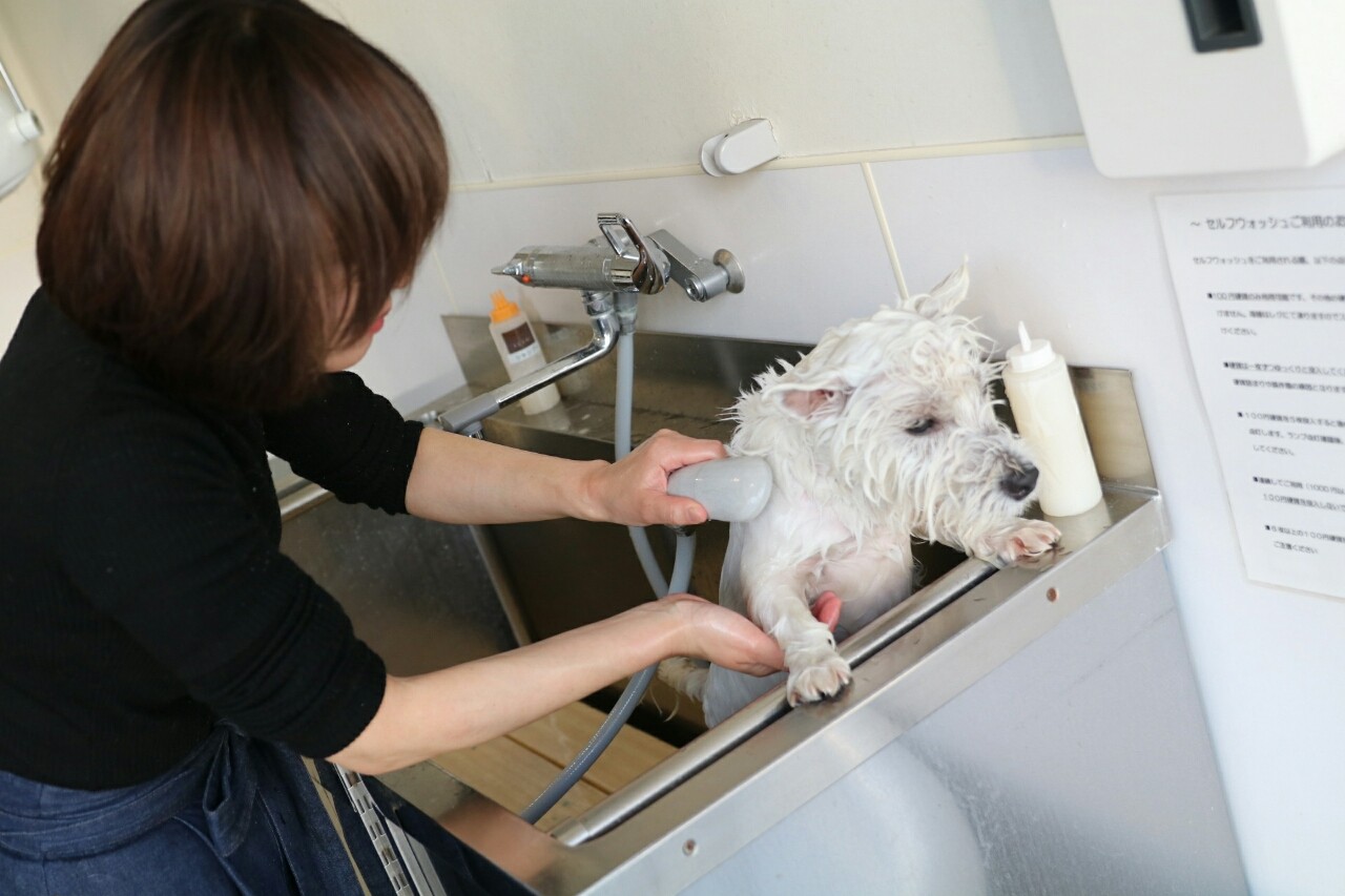 犬 セルフシャンプー たかシェフのおうちごはん と 白い犬 と チワワ Powered By ライブドアブログ 犬 セルフシャンプー たかシェフのおうちごはん と 白い犬 と チワワ Powered By ライブドアブログ