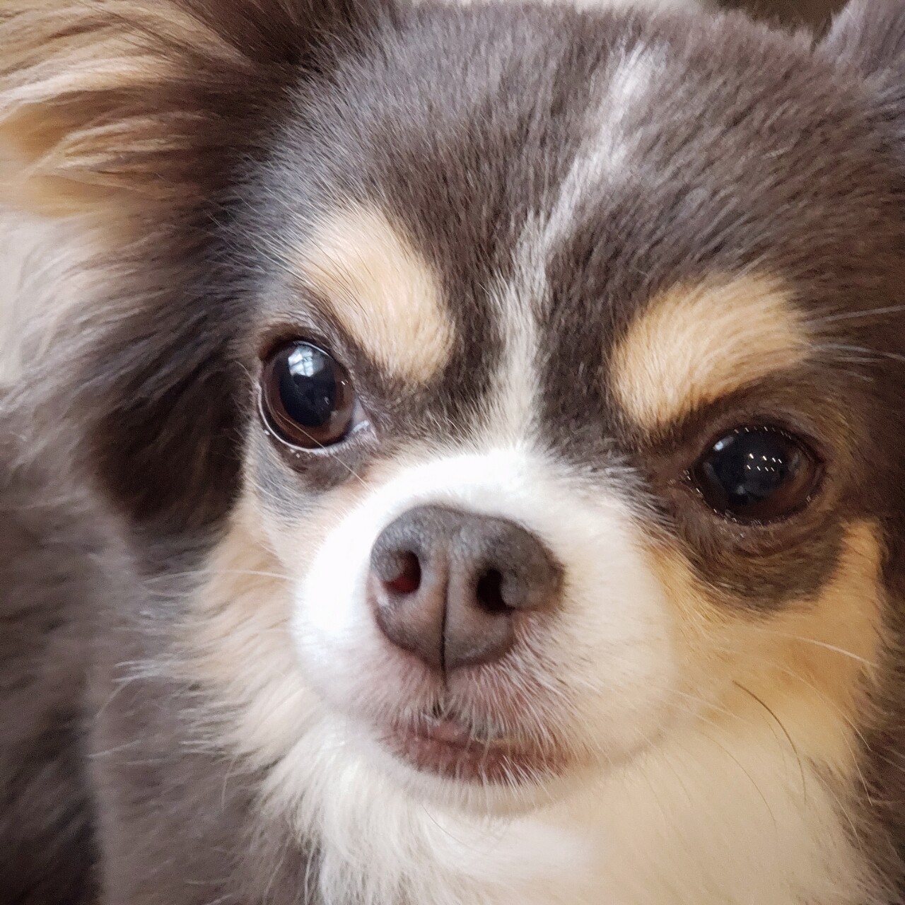 チワワ 飼い主のツボの 鼻 たかシェフのおうちごはん と 白い犬 と チワワ Powered By ライブドアブログ