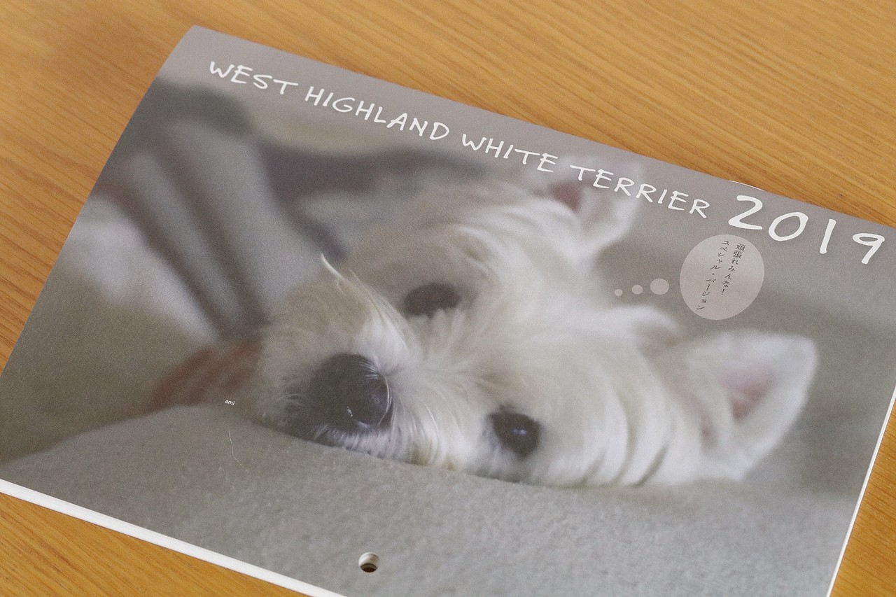 ｐｒ ウエスティカレンダー たかシェフのおうちごはん と 白い犬 と チワワ Powered By ライブドアブログ