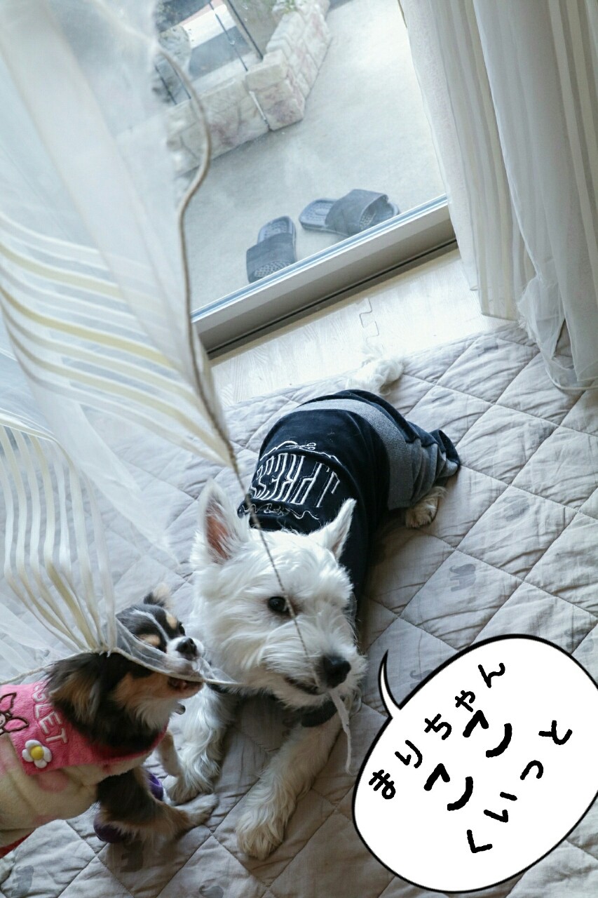 犬 カーテンが たかシェフのおうちごはん と 白い犬 と チワワ Powered By ライブドアブログ 犬 カーテンが たかシェフのおうちごはん と 白い犬 と チワワ Powered By ライブドアブログ