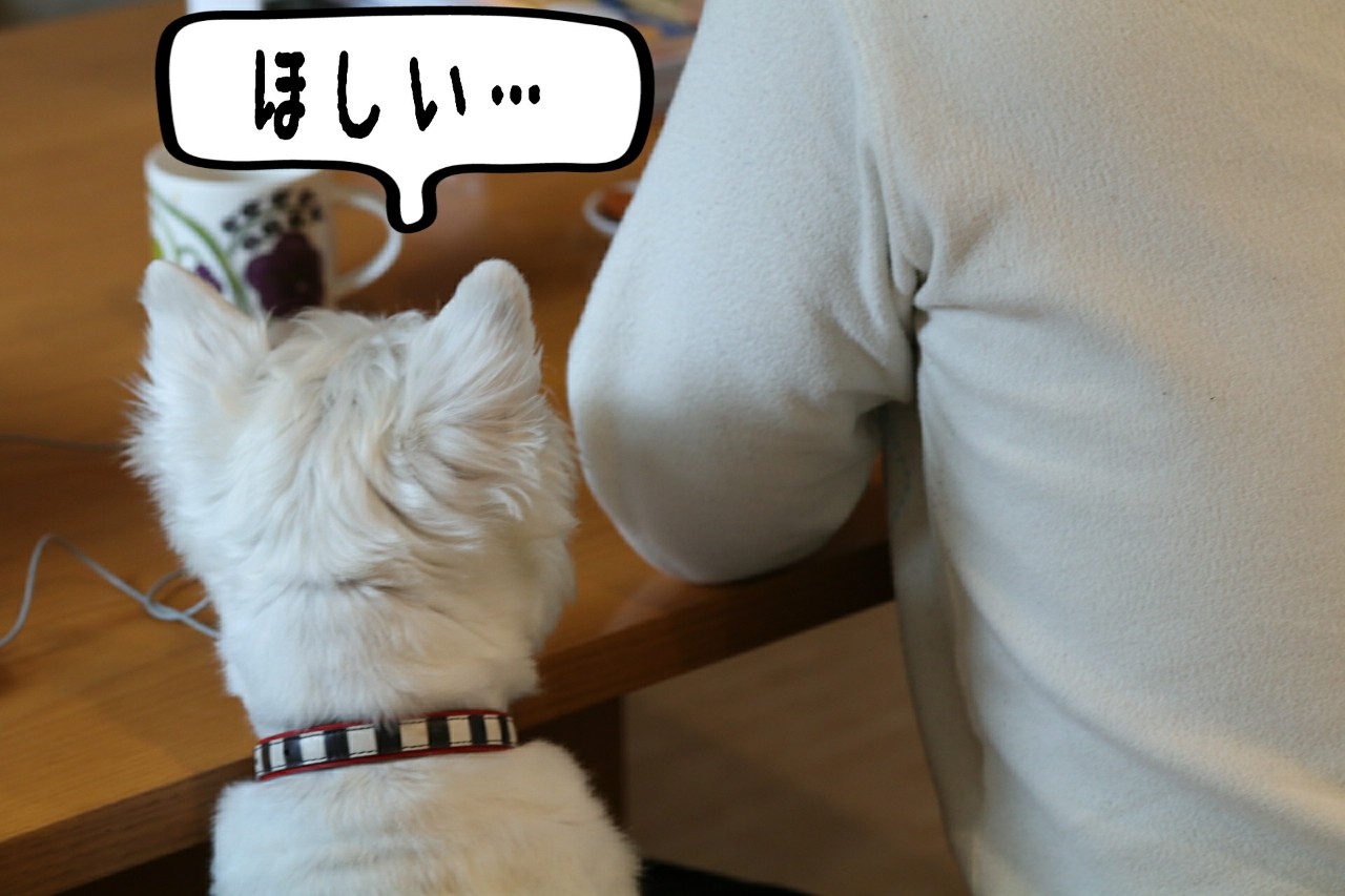 犬 朝の風景 たかシェフのおうちごはん と 白い犬 と チワワ Powered By ライブドアブログ