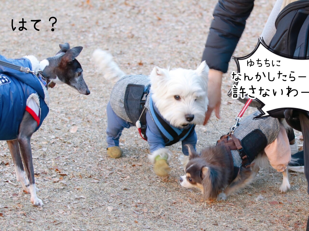 喧嘩の仲裁 たかシェフのおうちごはん と 白い犬 と チワワ Powered By ライブドアブログ