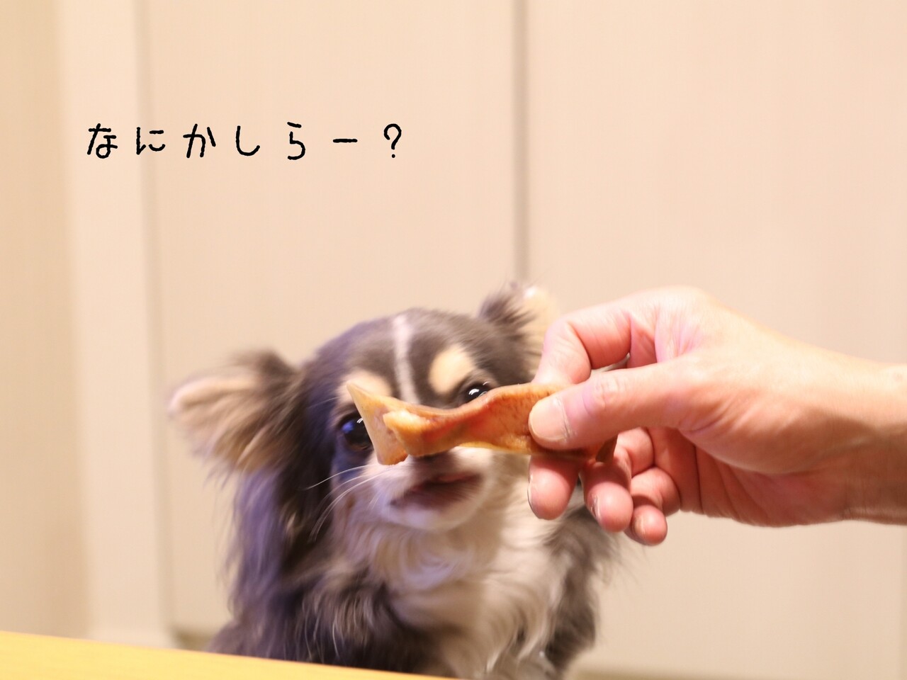 犬 おやつをあげただけなのに たかシェフのおうちごはん と 白い犬 と チワワ Powered By ライブドアブログ 犬 おやつをあげただけなのに たかシェフのおうちごはん と 白い犬 と チワワ Powered By ライブドアブログ