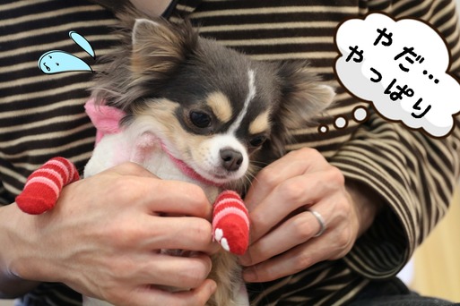 【チワワ】ジェラシー