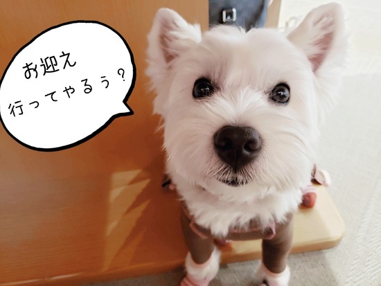 【犬】劇的な再会