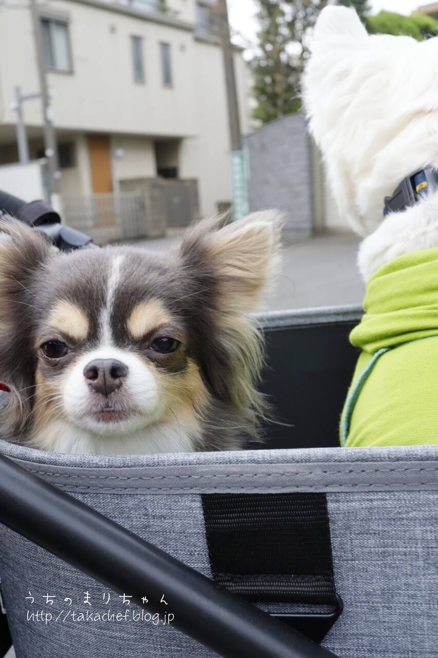 チワワ 美人さんと言われるのだが たかシェフのおうちごはん と 白い犬 と チワワ Powered By ライブドアブログ