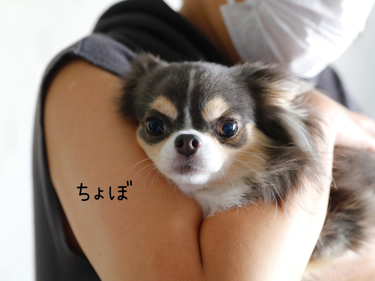 妹がやってきた 戦いに負けた犬 たかシェフのおうちごはん と 白い犬 と チワワ Powered By ライブドアブログ