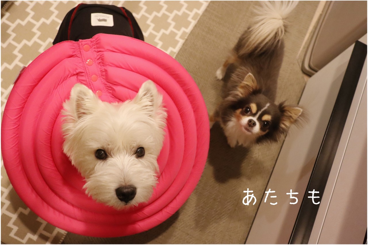 チワワ 症状と一致しない犬の行動にに混乱する人間看護師 たかシェフのおうちごはん と 白い犬 と チワワ Powered By ライブドアブログ