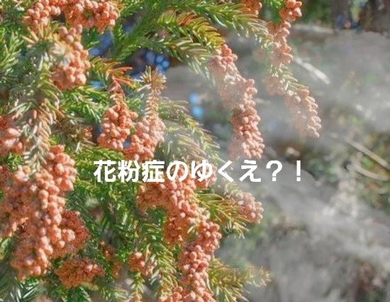 ゆきちの　「花粉症」どこいった？