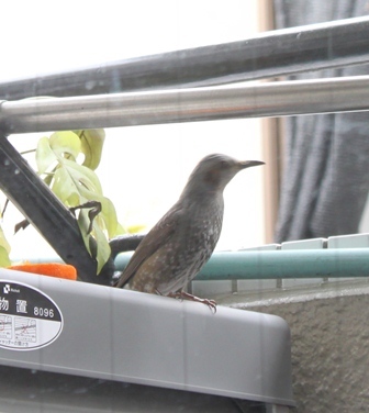 たかシェフのおうちごはん。