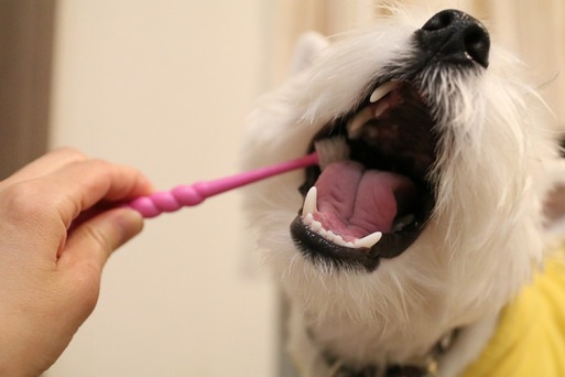 【犬】芸能人は歯が命。ってあったよね