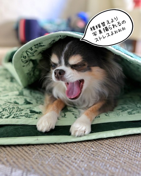 25-12-26-11-52-36-059_deco