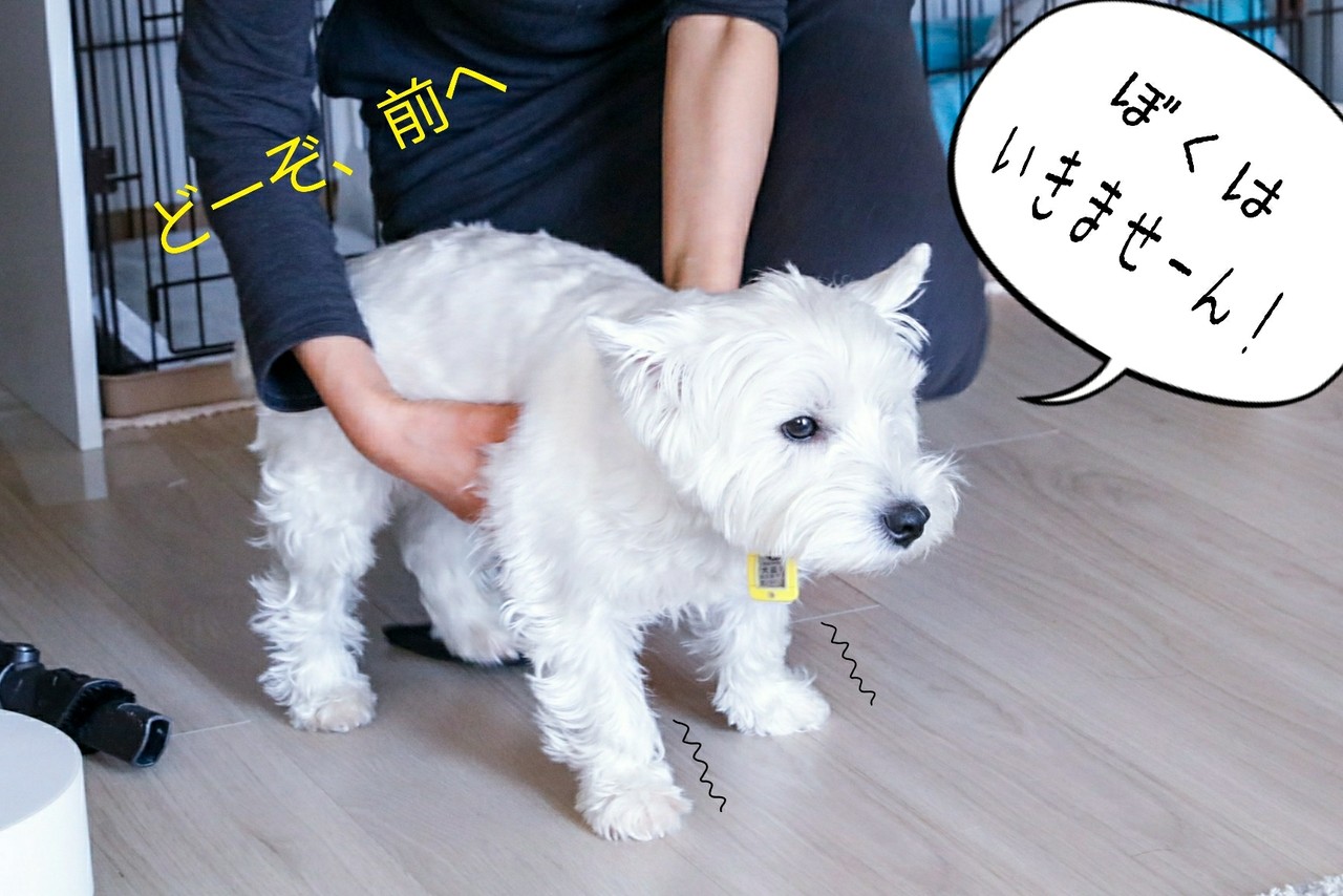 ウエスティ アヒル君も受け継ぐぞ たかシェフのおうちごはん と 白い犬 と チワワ Powered By ライブドアブログ ウエスティ アヒル君も受け継ぐぞ たかシェフのおうちごはん と 白い犬 と チワワ Powered By ライブドアブログ