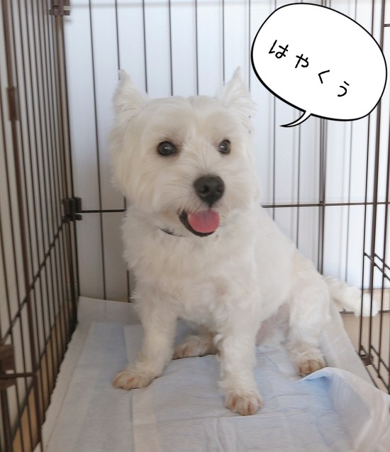 20-05-29-06-29-39-743_deco