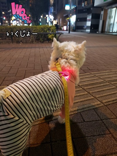 ハッスル散歩、その後…