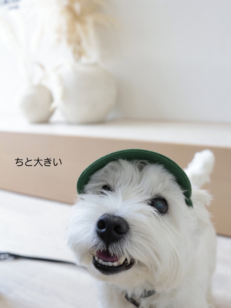 究極の犬用帽子＆サングラス】白内障対策に！脱げない・ズレない「I.M.