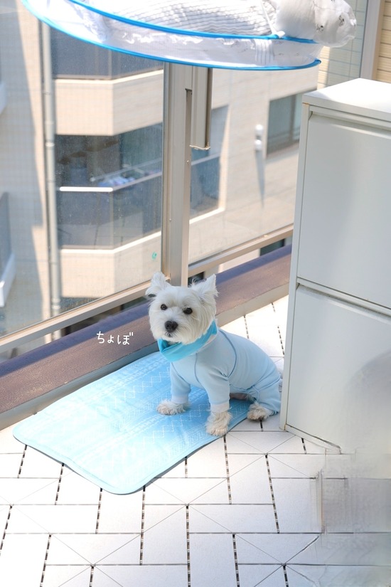 22-07-01-07-46-38-379_deco