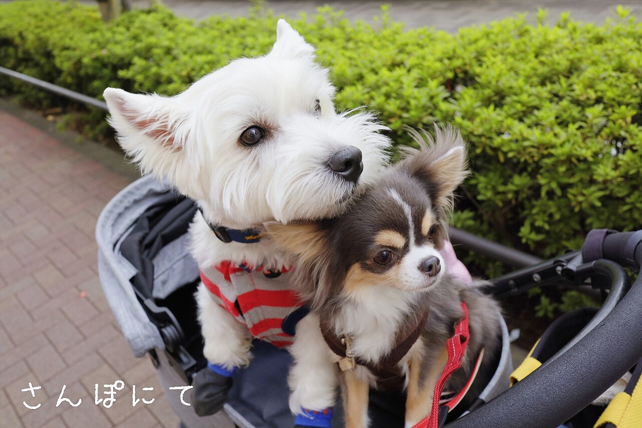 犬 幸せボケしているお顔ってどんなお顔だ たかシェフのおうちごはん と 白い犬 と チワワ Powered By ライブドアブログ