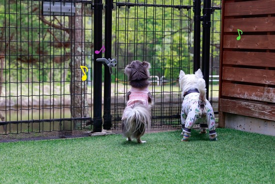 犬たちの好奇心が止まらない宿の朝