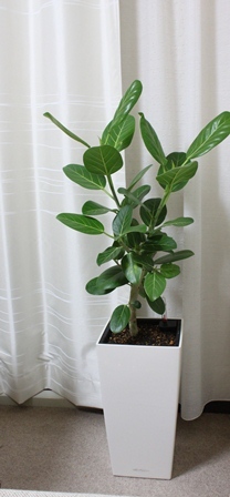 たかシェフのおうちごはん。