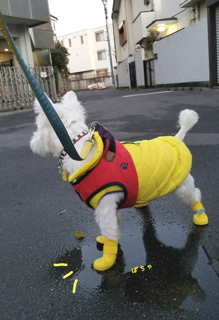 犬靴 長靴をはいた犬 たかシェフのおうちごはん と 白い犬 と チワワ Powered By ライブドアブログ 犬靴 長靴をはいた犬 たかシェフのおうちごはん と 白い犬 と チワワ Powered By ライブドアブログ
