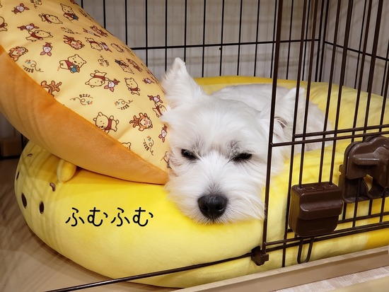 【犬】自分で選んだカドラーの使い心地。と、おかしな有料ゴミ袋問題(笑)