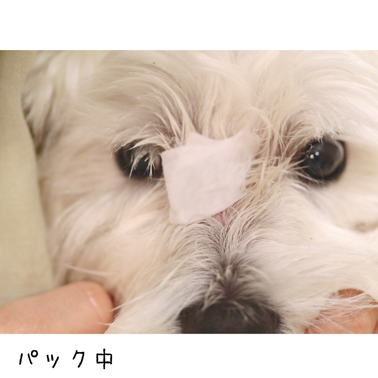 皮膚 パックされちゃった たかシェフのおうちごはん と 白い犬 と チワワ Powered By ライブドアブログ