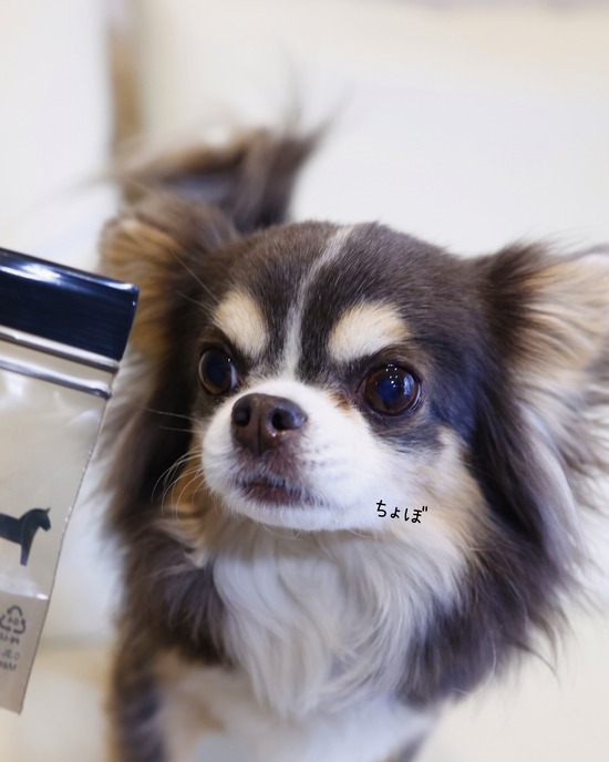 毛玉ジュエリー　注文しました！　～金運よりも、わくわくを選んでみた～