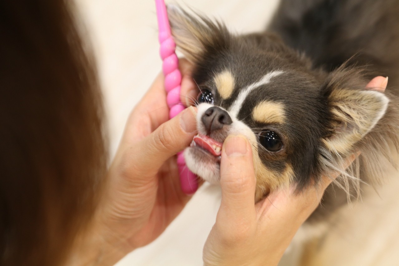 チワワ 密かな抵抗 たかシェフのおうちごはん と 白い犬 と チワワ Powered By ライブドアブログ