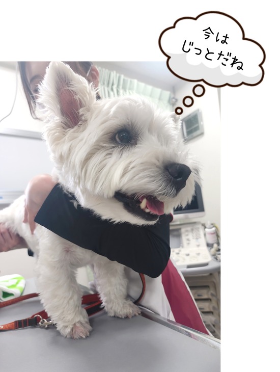 24-06-18-08-38-35-464_deco