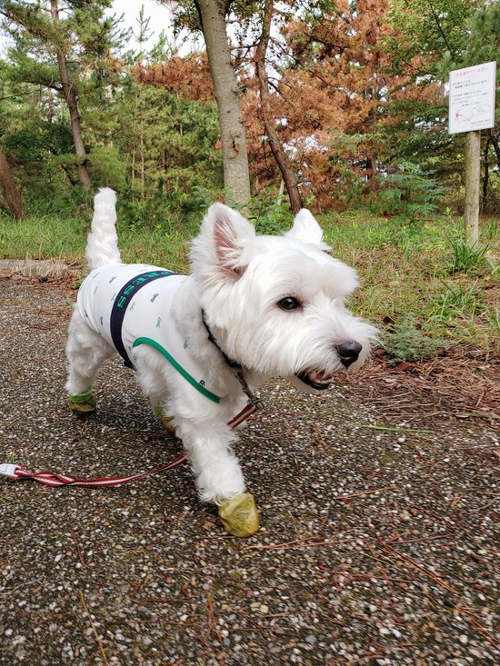 【旅】あさんぽ。