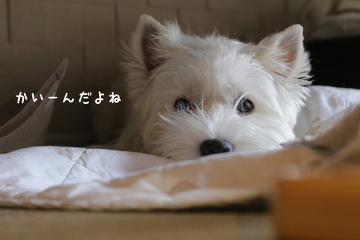 【漢方】新漢方を飲んで10日目　またまた“めんげん”反応か？