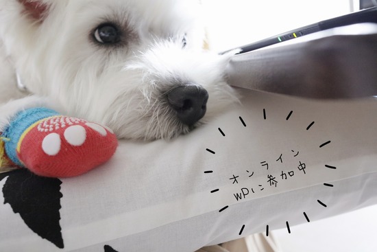 【犬】オンライン　ウエスティパーティに参加してみた。