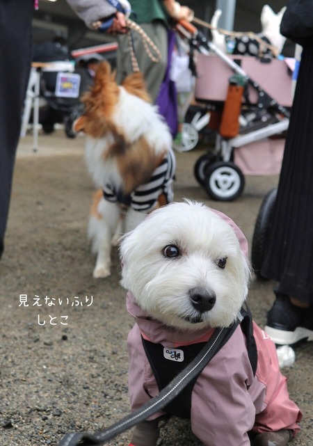 WP出会い編　シェルティ