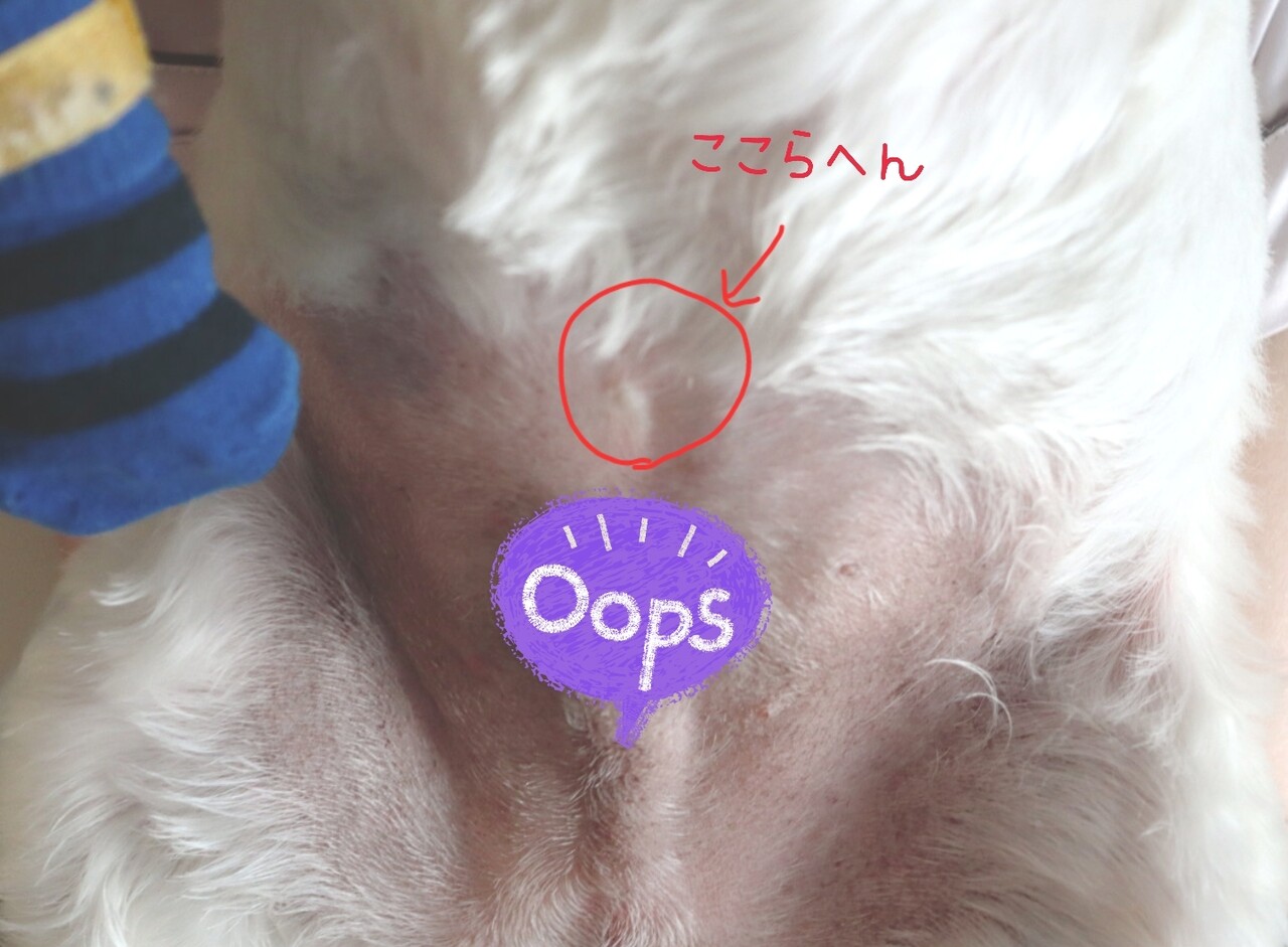 犬のおヘソって…どこ？ : たかシェフのおうちごはん。と、白い犬。と、チワワ。 Powered by ライブドアブログ