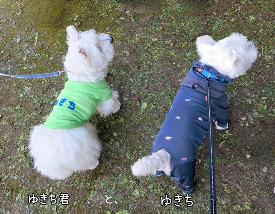 22-10-23-19-13-11-351_deco