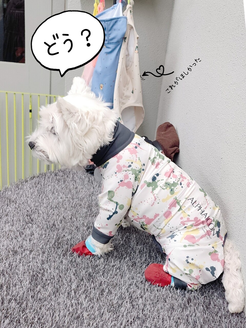 人間様より立派なお洋服を試着に行く。 : たかシェフのおうちごはん