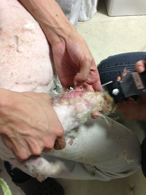 ブランカ引き取り