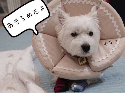 【ウエスティ】でかしたぞ。“はみ肉”